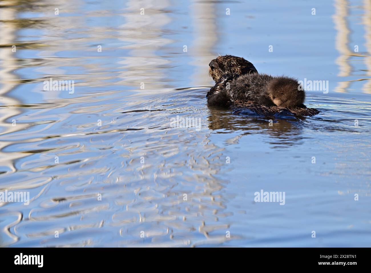 Sea Otter swimming with Pup on the Belly Stock Photo