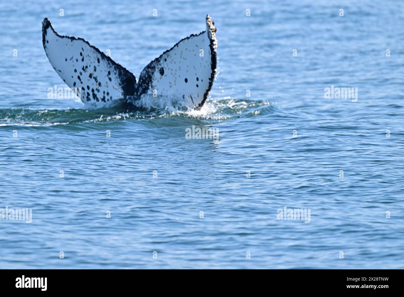 Humpback Whale Flapping Tail Stock Photo