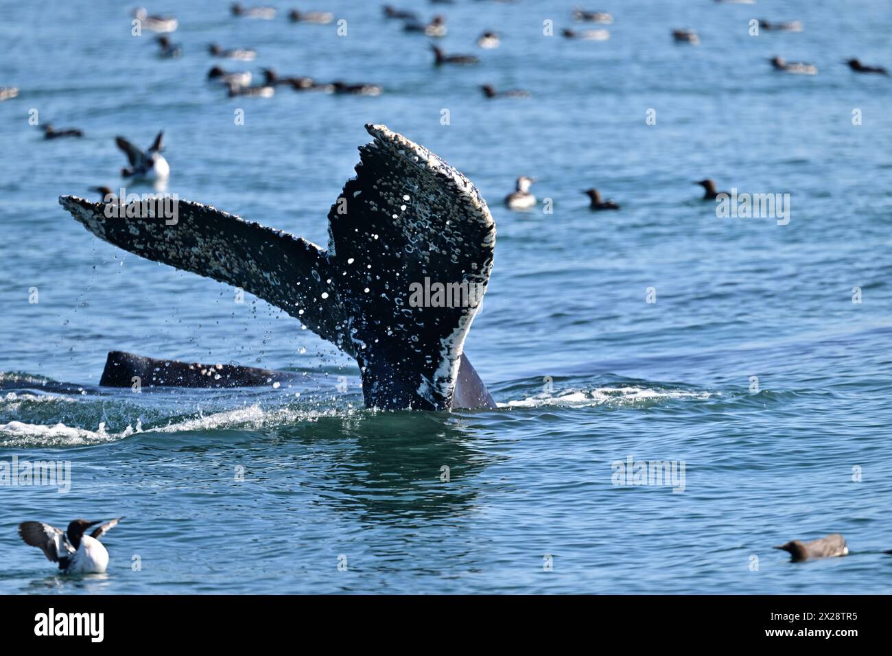 Humpback Whale Flapping Tail Stock Photo