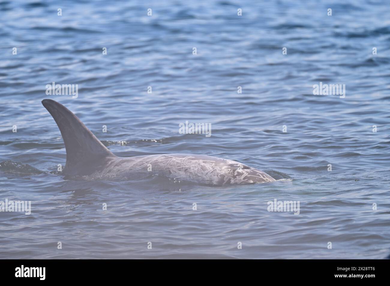 Risso's Dolphin back Stock Photo