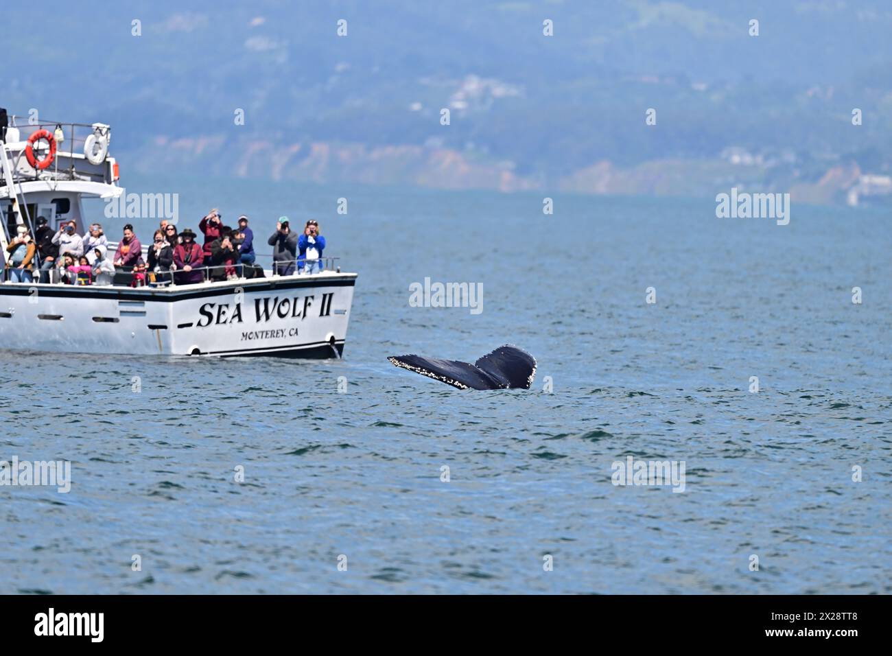 Whale and whale-watching boat Stock Photo