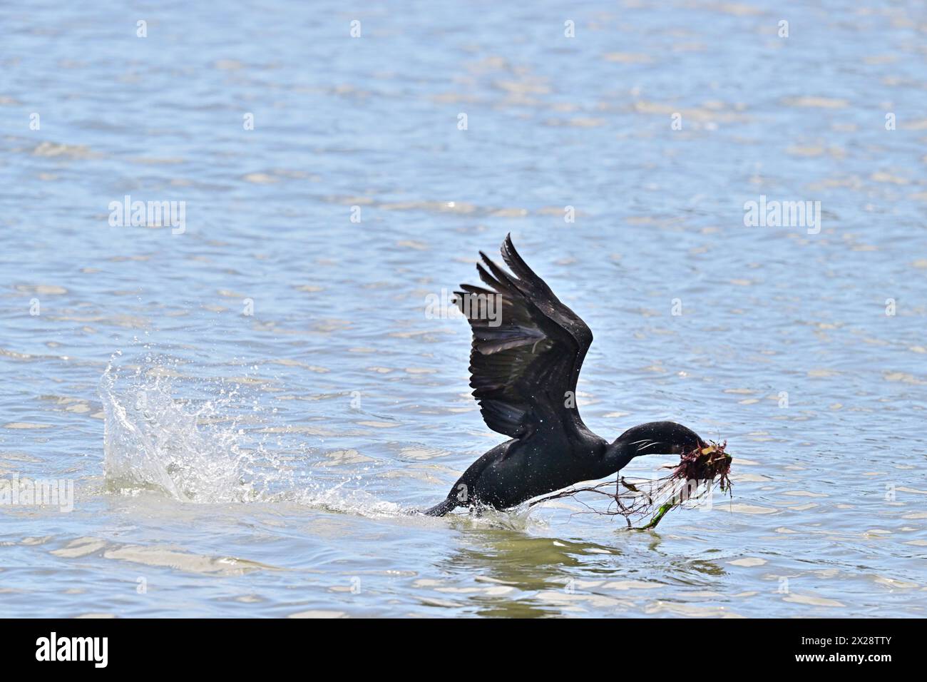 Double-crested Cormorant Flying Over Water with Nesting Weeds Stock Photo