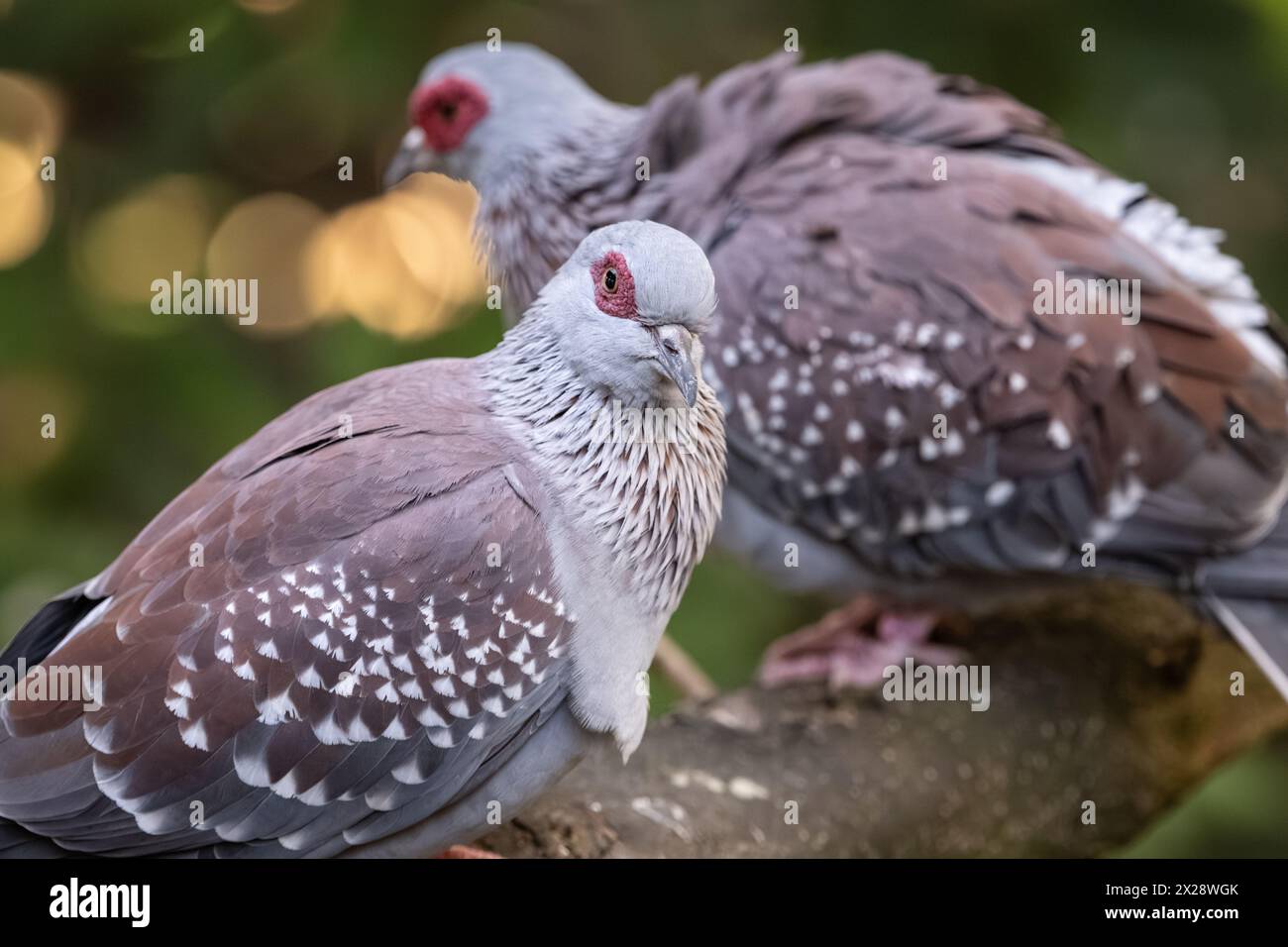 Speckled Pigeons (Columba guinea) at Zoo Atlanta's Living Treehouse aviary in Atlanta, Georgia. (USA) Stock Photo
