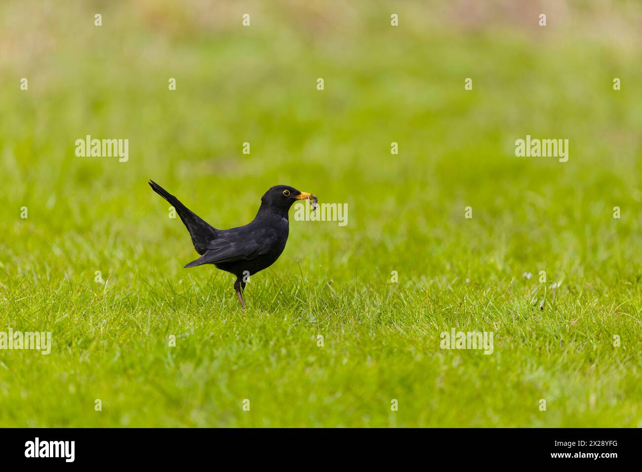 Common blackbird Turdus merula, adult male standing on grass with food for chicks in beak, Suffolk, England, April Stock Photo