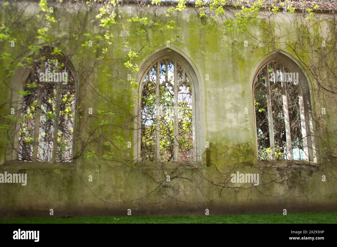 Damaged walls, plants and garden, St Dunstan in the East, City of London, UK.  There have been many churches here, the last being built by Sir Christo Stock Photo