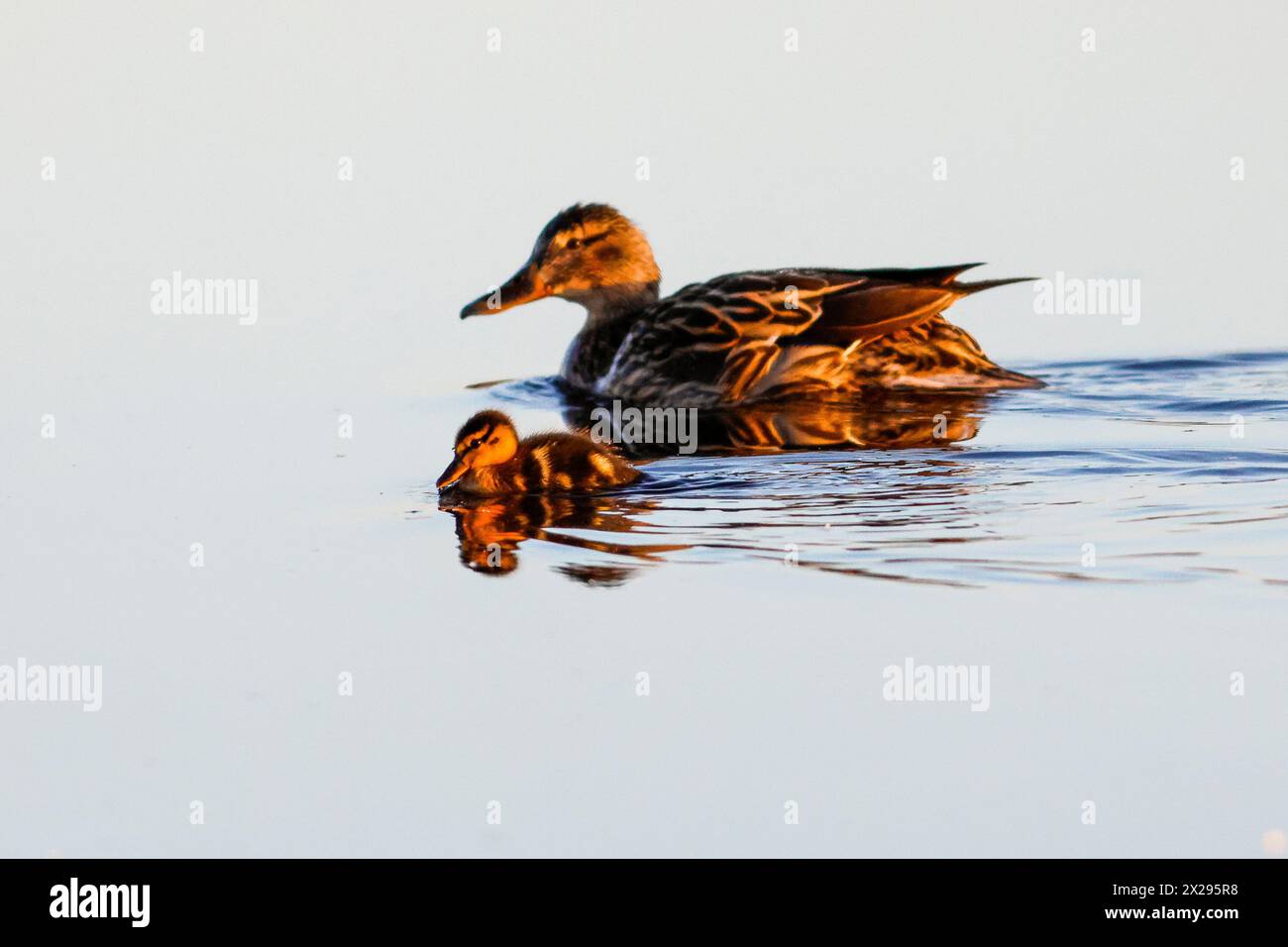 Thursley Common, Elstead. 20th April 2024. A cold but sunny start to the day for the Home Counties. A mallard duckling (anas platyrhynchos) and its mother enjoying the sunny weather over Thursley Common near Godalming in Surrey. Credit: james jagger/Alamy Live News Stock Photo
