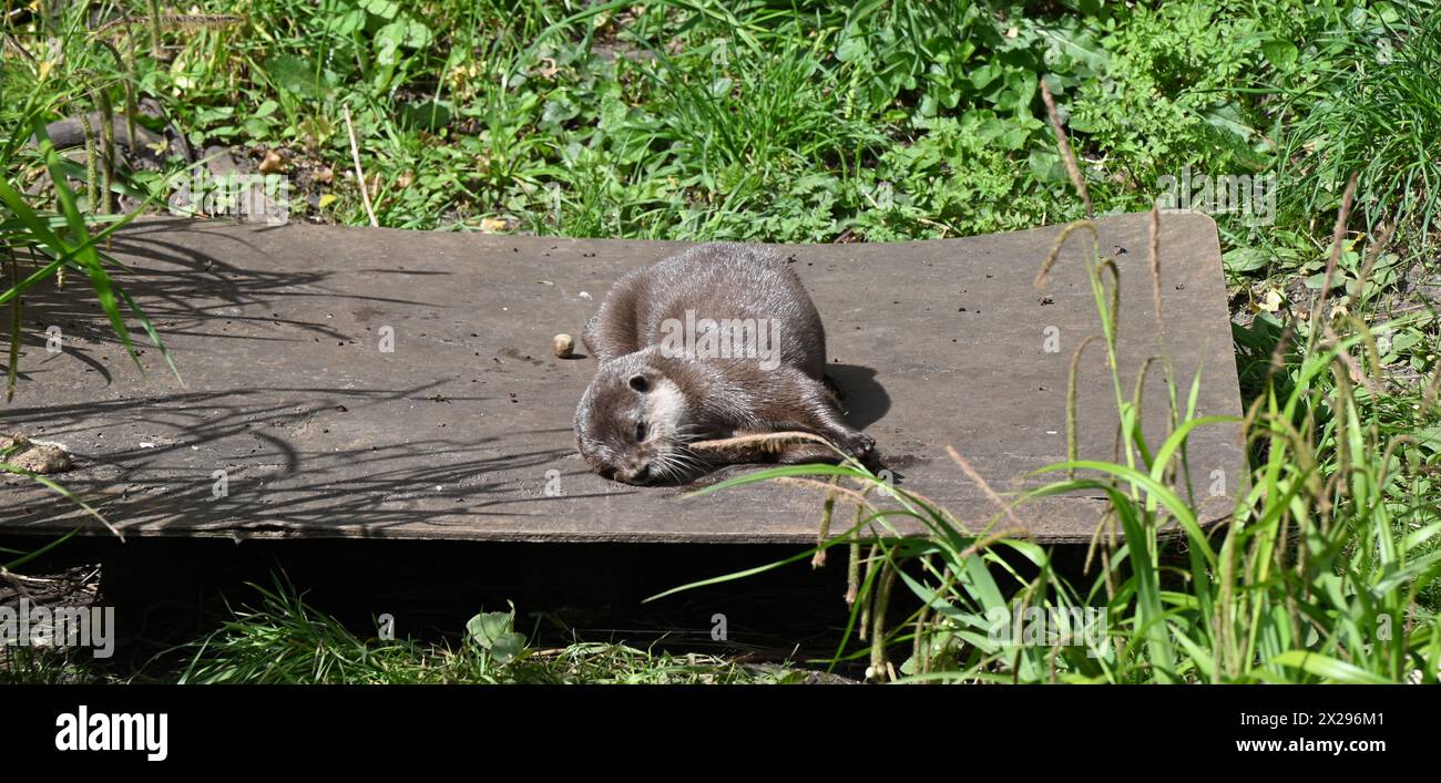 One of the highlights of a trip to the London Wetlands Centre is