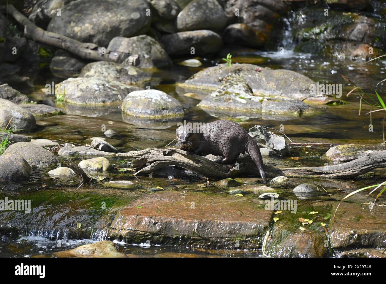 Hybrid otters hi-res stock photography and images - Alamy