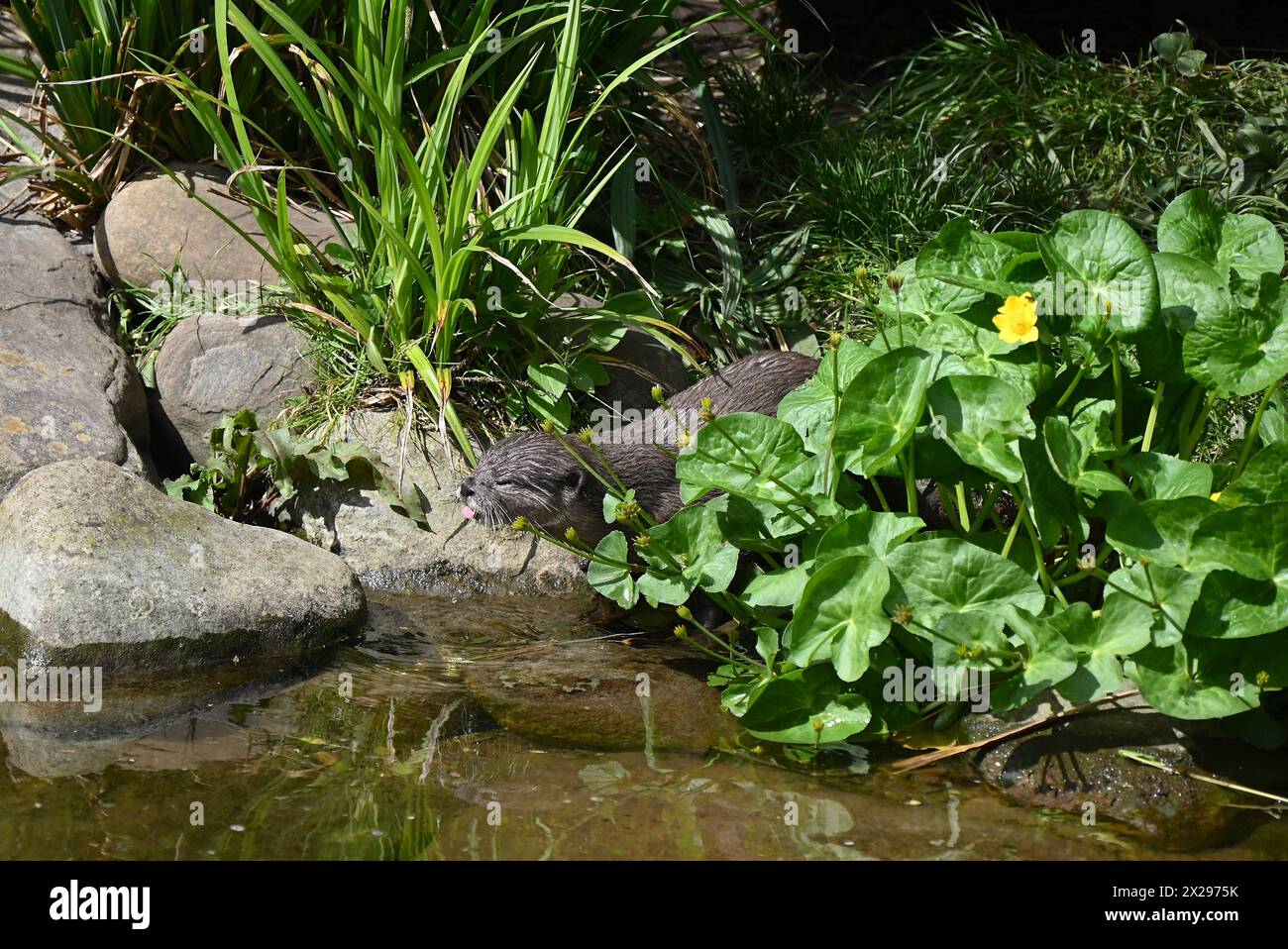 Hybrid otters hi-res stock photography and images - Alamy