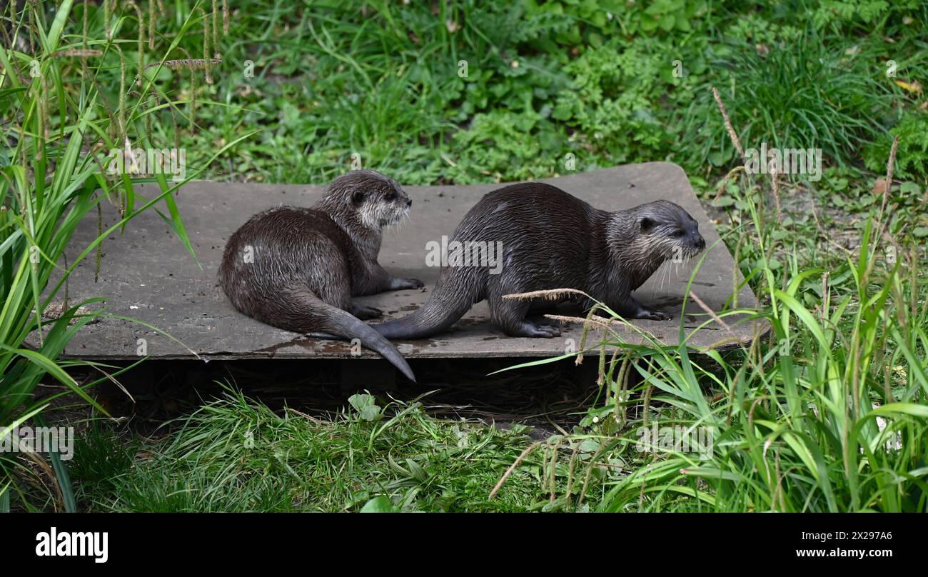 Hybrid otters hi-res stock photography and images - Alamy