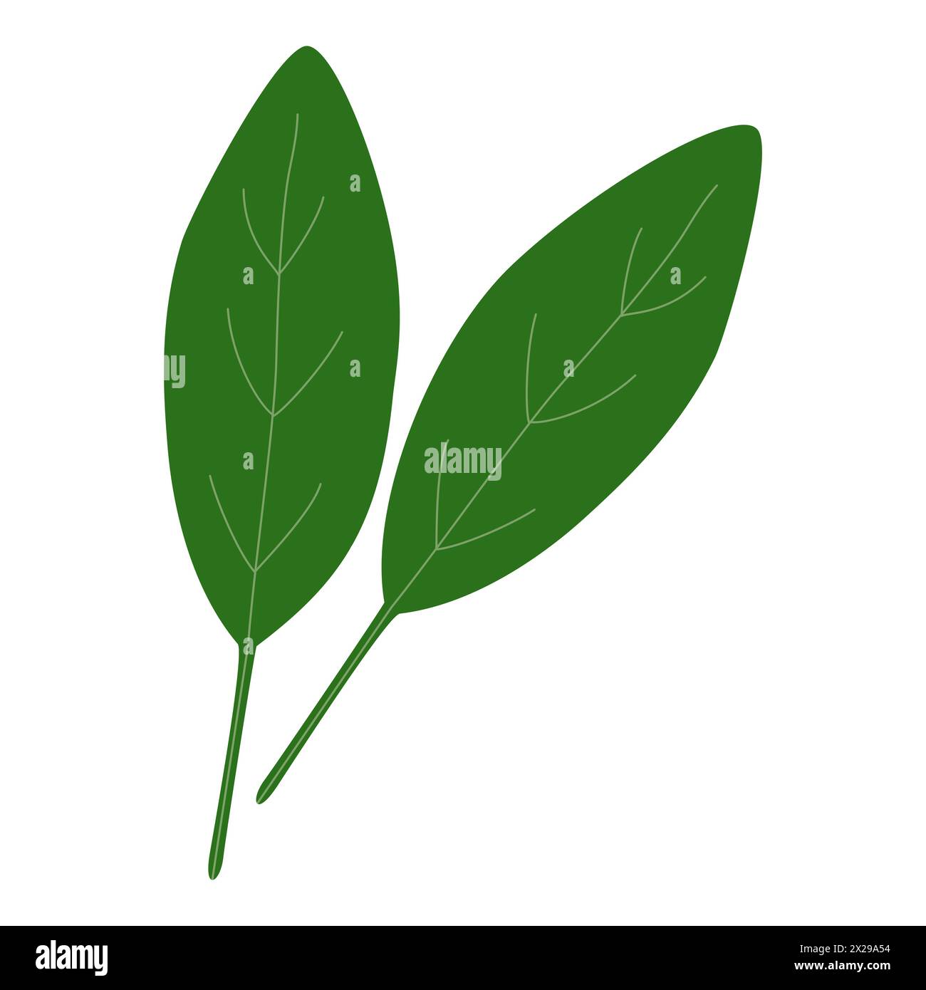 Fresh spinach leaves, healthy food icon, vector illustration Stock ...