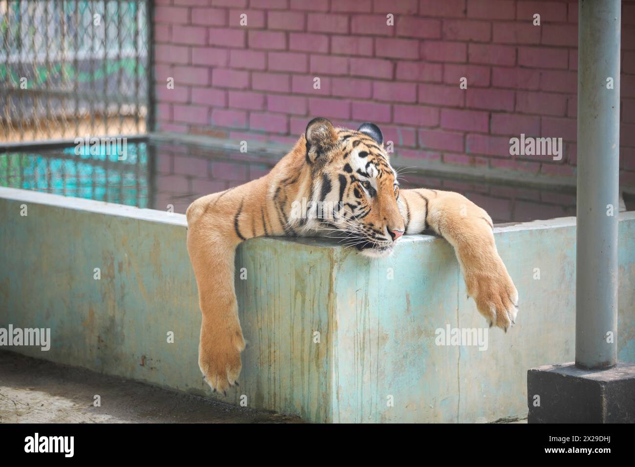 At the moment, the intense heat is going on in Bangladesh. Its effect is on zoo animals. Photo of restless tiger in summer was taken on 18 April 2024. Stock Photo