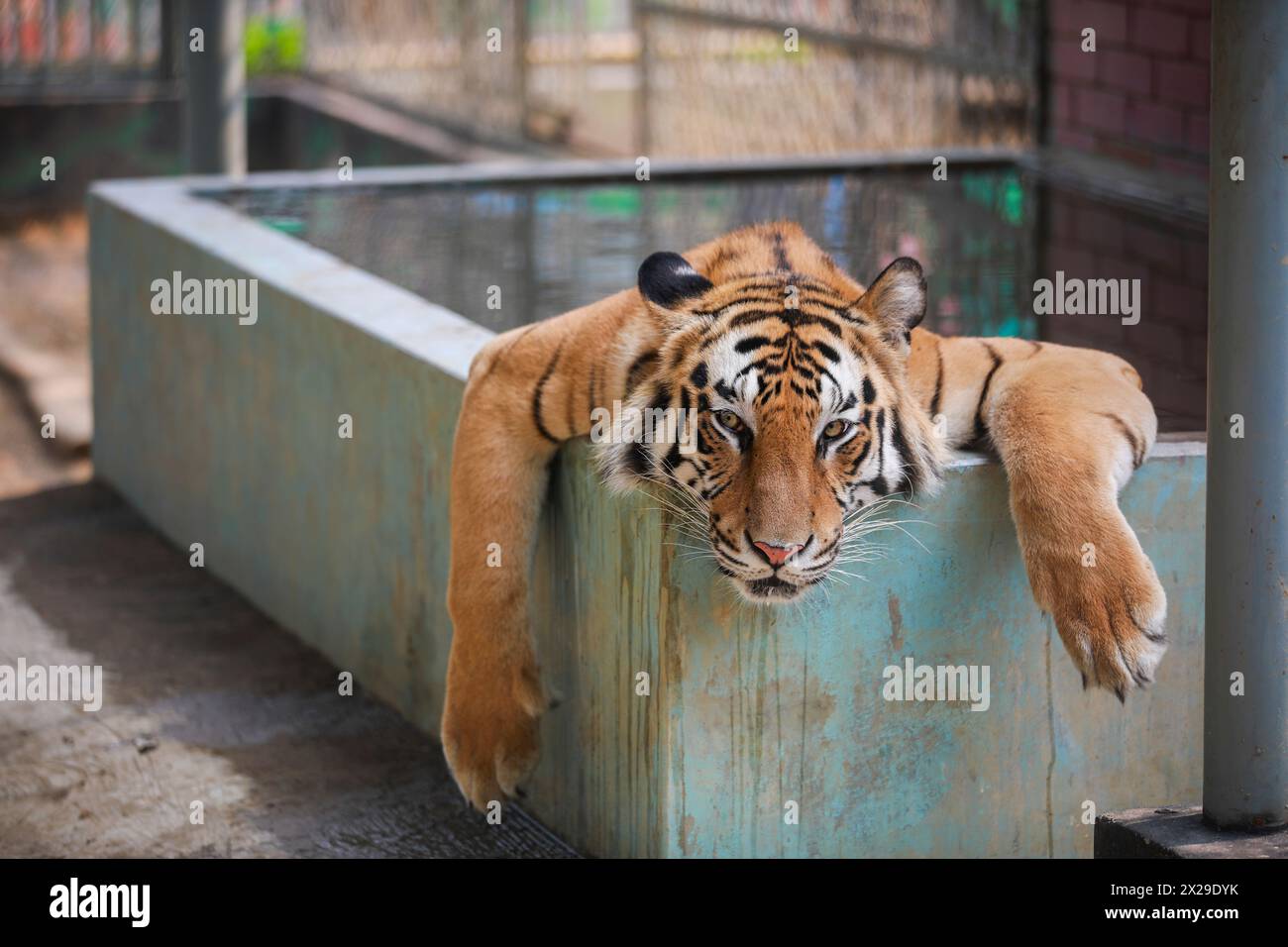 At the moment, the intense heat is going on in Bangladesh. Its effect is on zoo animals. Photo of restless tiger in summer was taken on 18 April 2024. Stock Photo