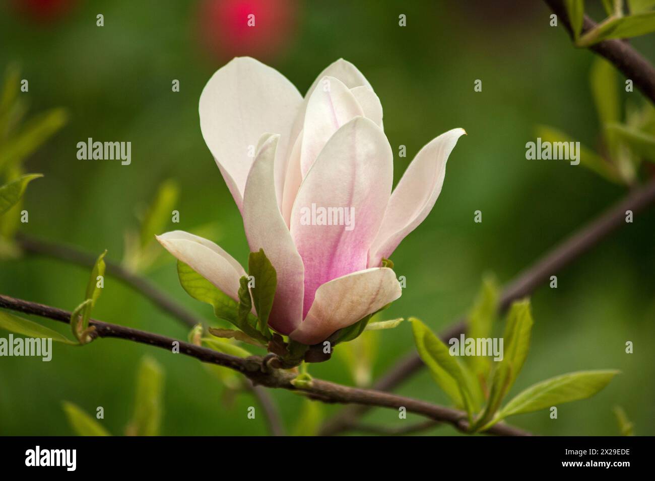 Blooming young magnolia tree in the garden Stock Photo