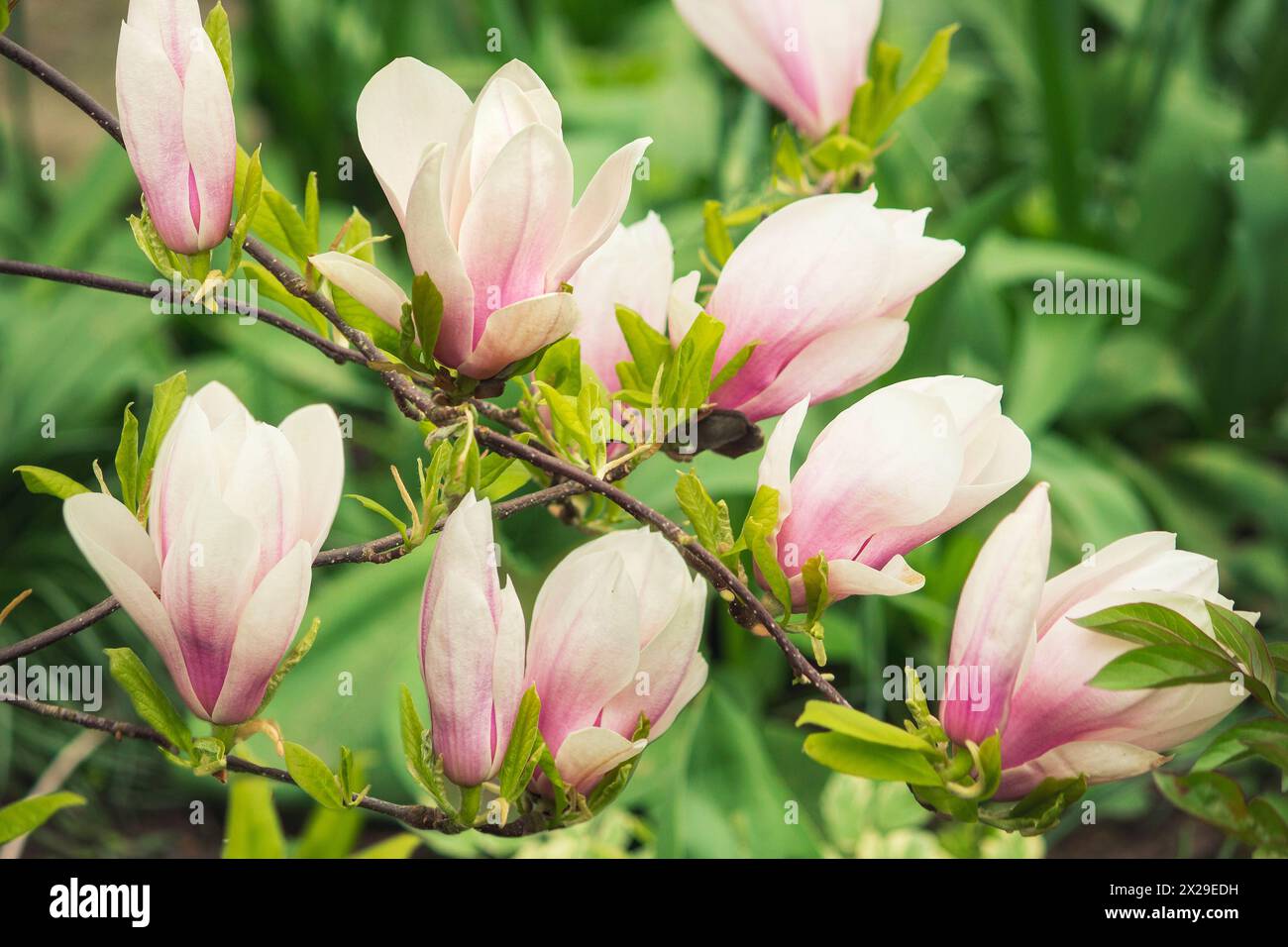 Blooming young magnolia tree in the garden Stock Photo