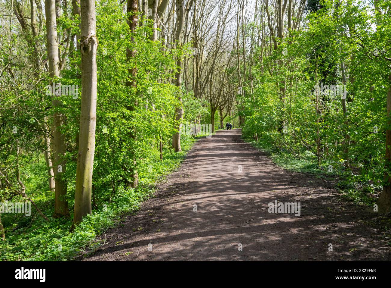 Path through woodland near Fletcher Moss botanical garden at Didsbury in South Manchester on a sunny spring day. Stock Photo