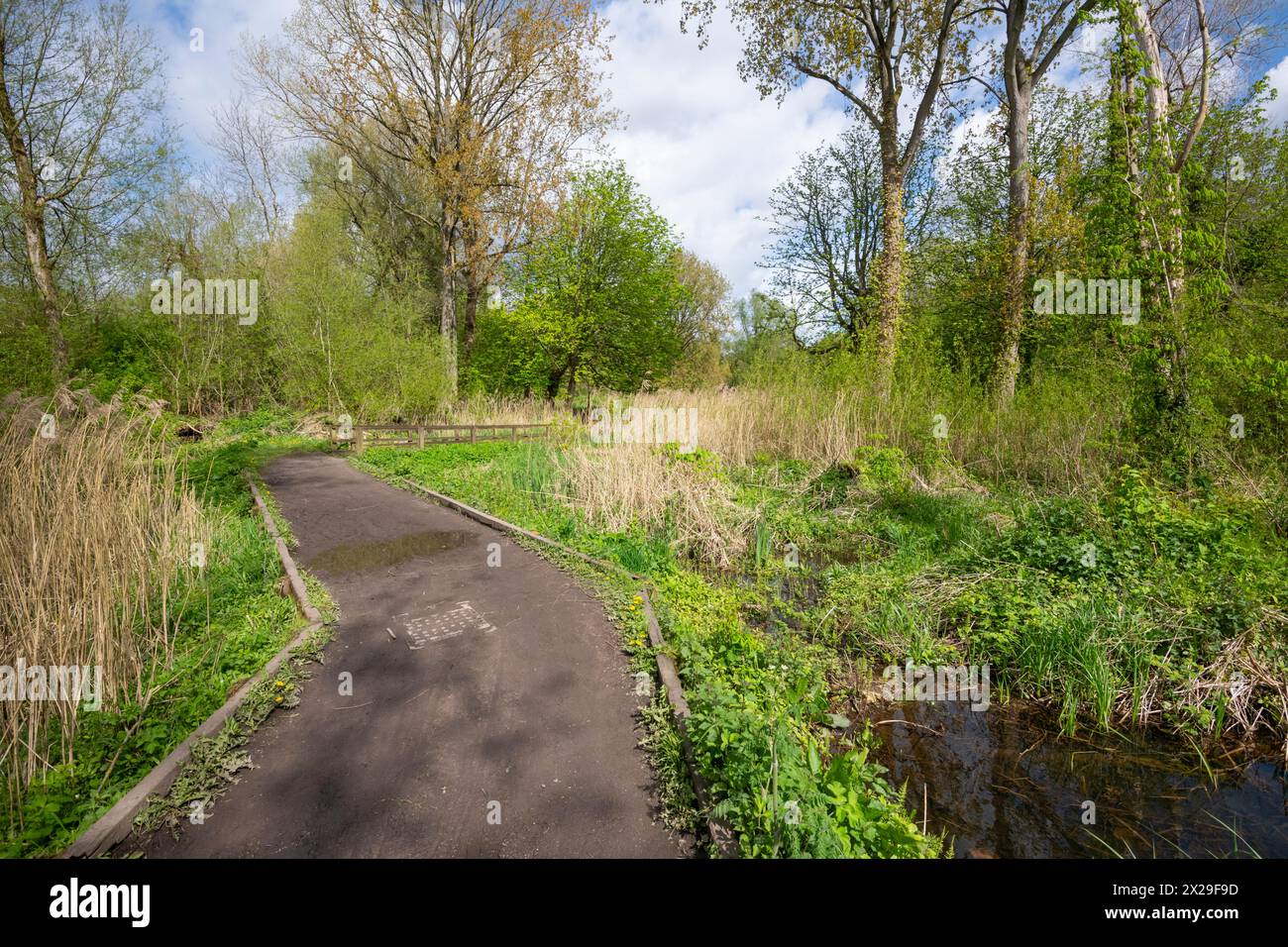 Path through Stenner Woods beside Fletcher Moss botanical garden at Didsbury in South Manchester. Stock Photo