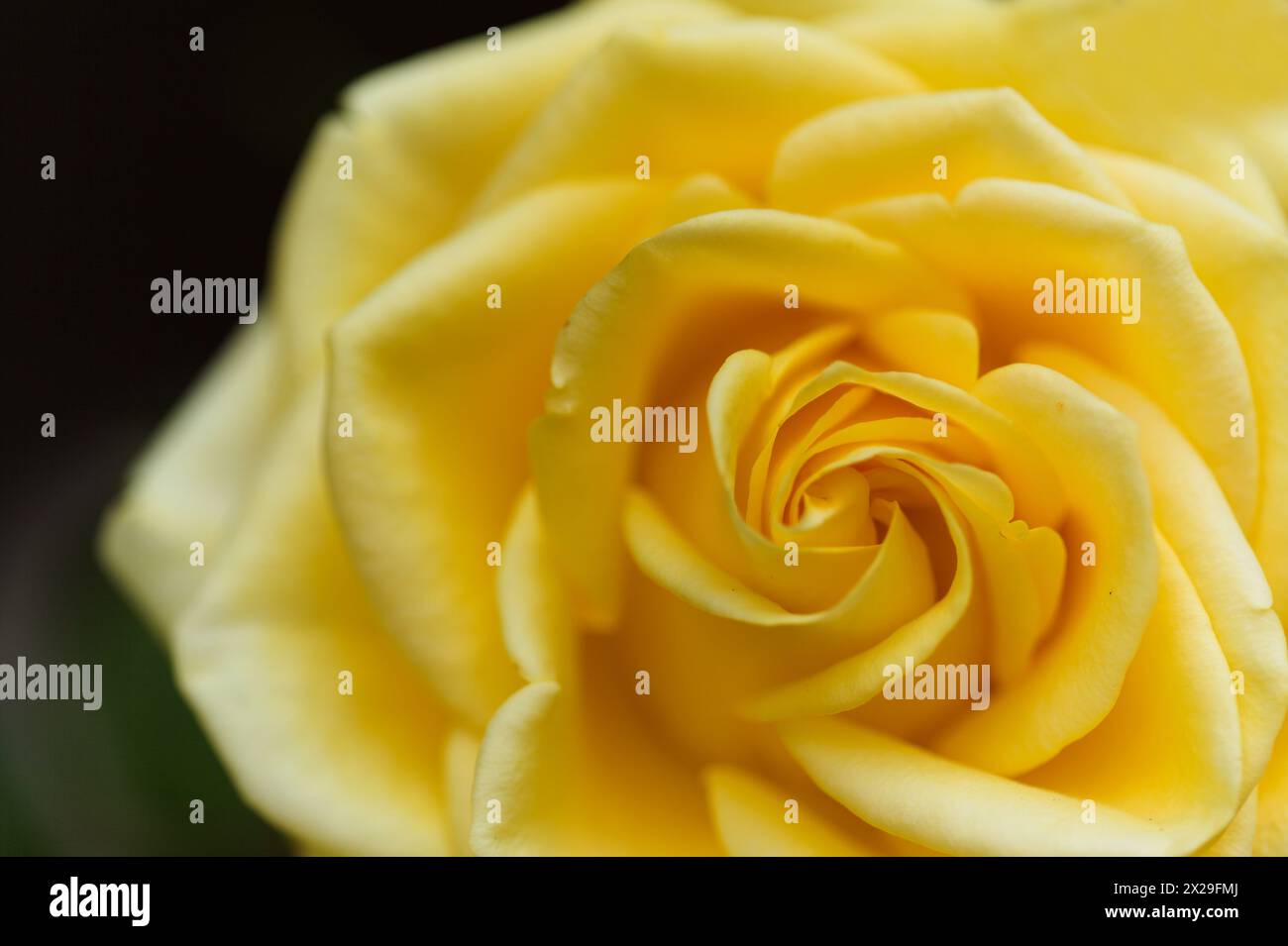 Yellow fully opened rose flower, macro floral background Stock Photo