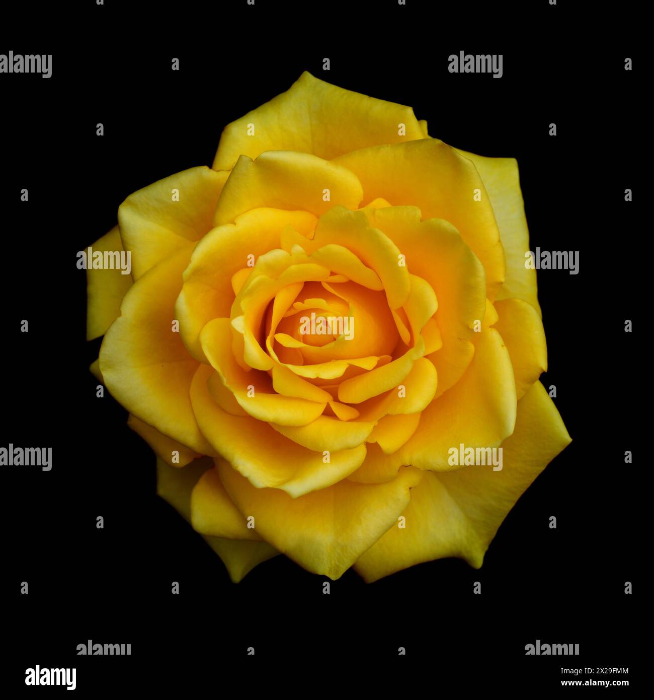 Yellow fully opened rose flower, isolated on black background Stock Photo