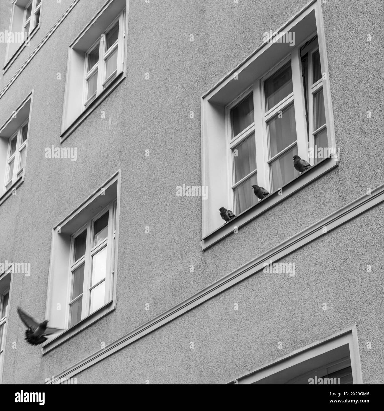Three pigeons sitting on a window sill in Berlin, Germany, Europe Stock Photo