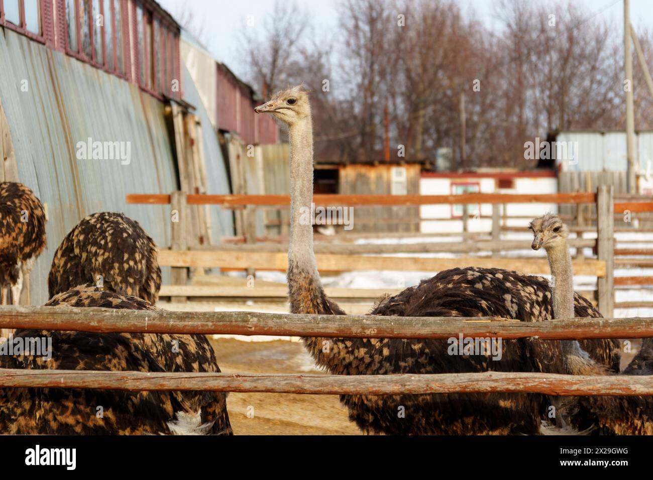An elegant ostrich with its head held high, standing gracefully in a rustic barn. Stock Photo