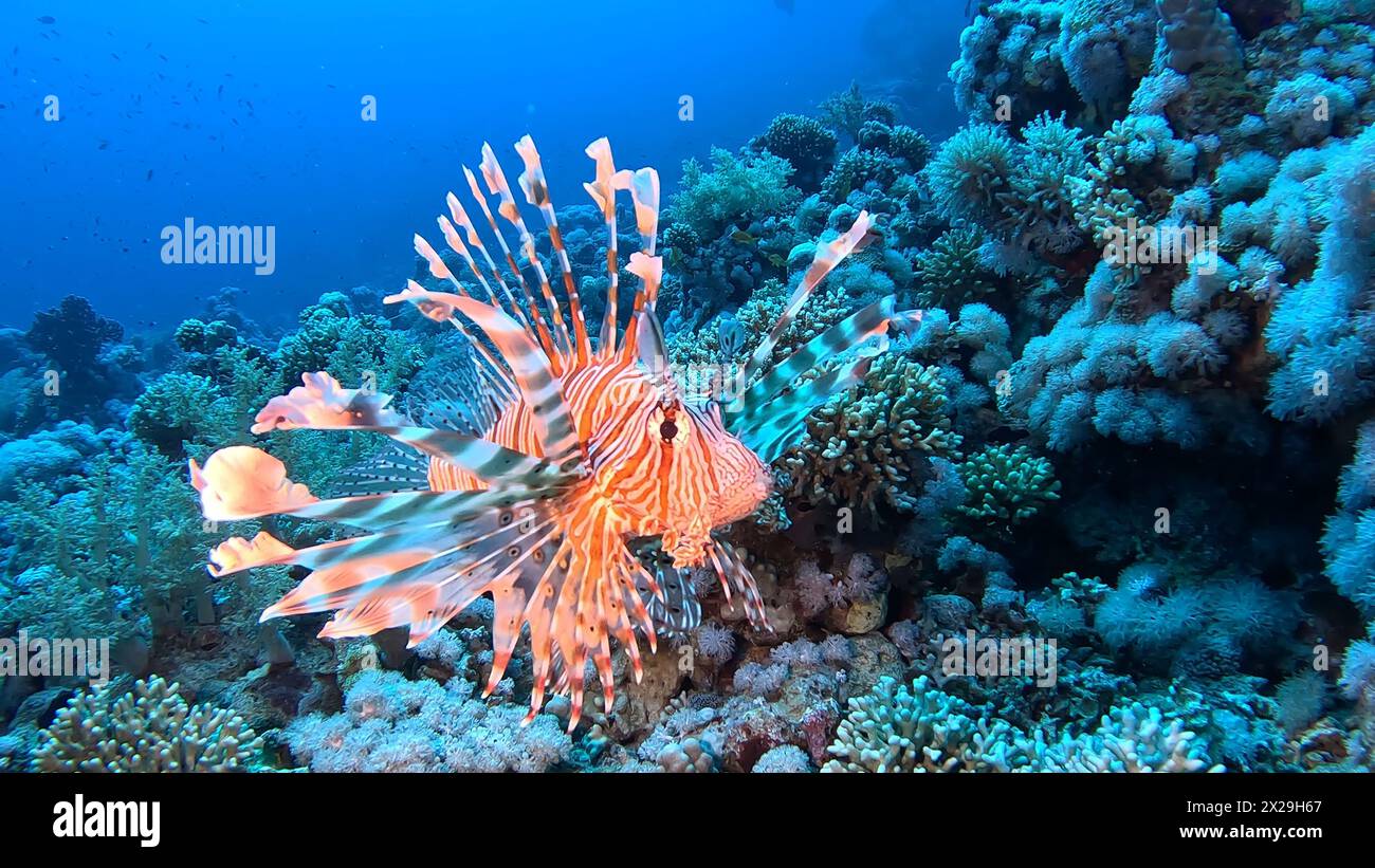 Sharm el Sheikh, Egypt, Oct 5, 2023. A lionfish cruises the coral reefs in the Red Sea. They have venomous spines to ward off predators. Stock Photo