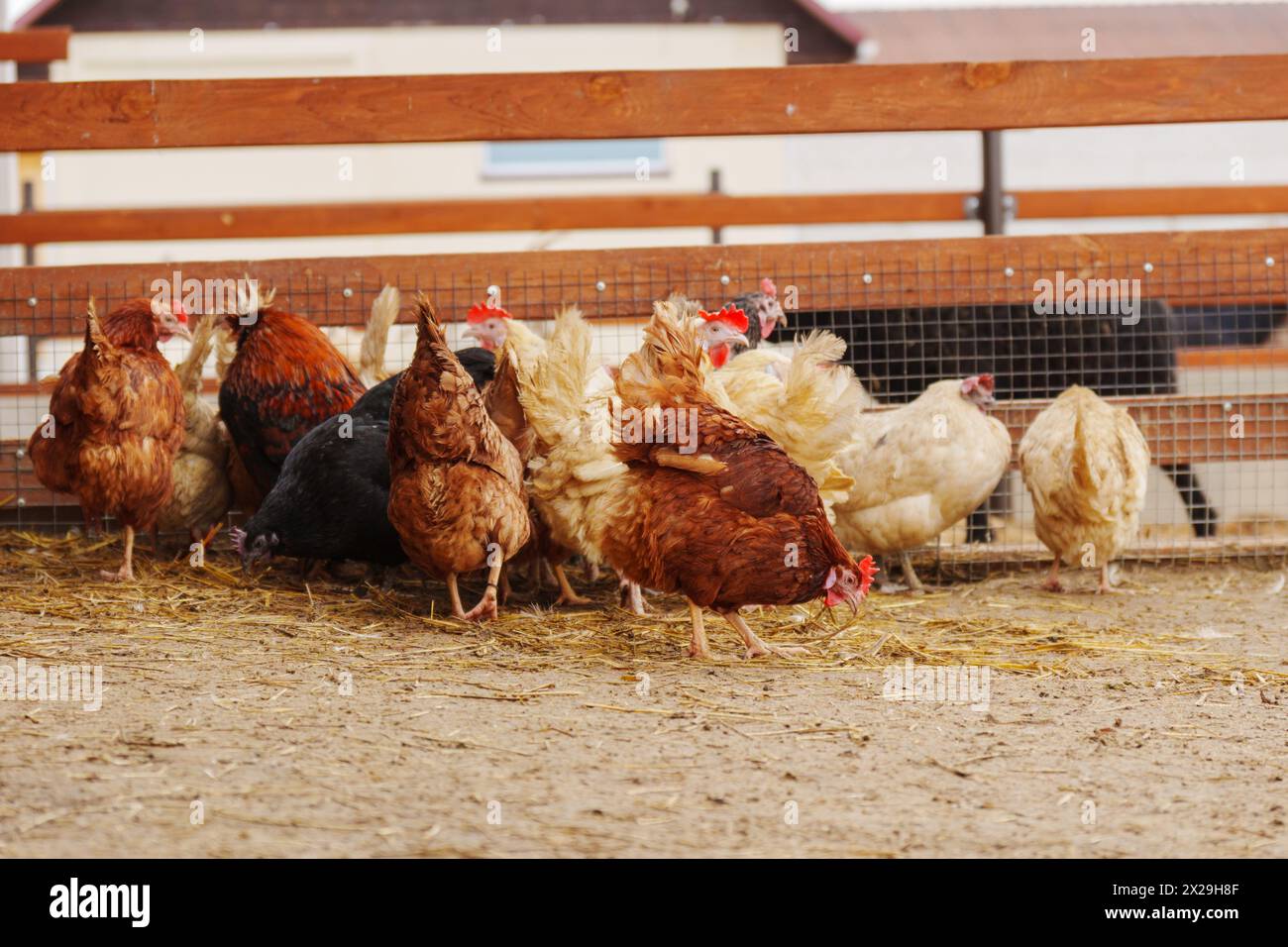 Group of chickens, their feathers ruffling in the wind as they survey their surroundings and
