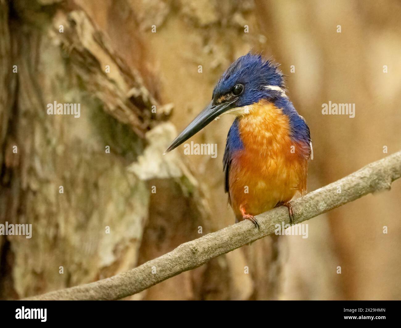 Azure Kingfisher (Alcedo azurea)  a small kingfisher which is distinguished from other kingfishers  by its distinctive blue, upperparts orange-rufous Stock Photo