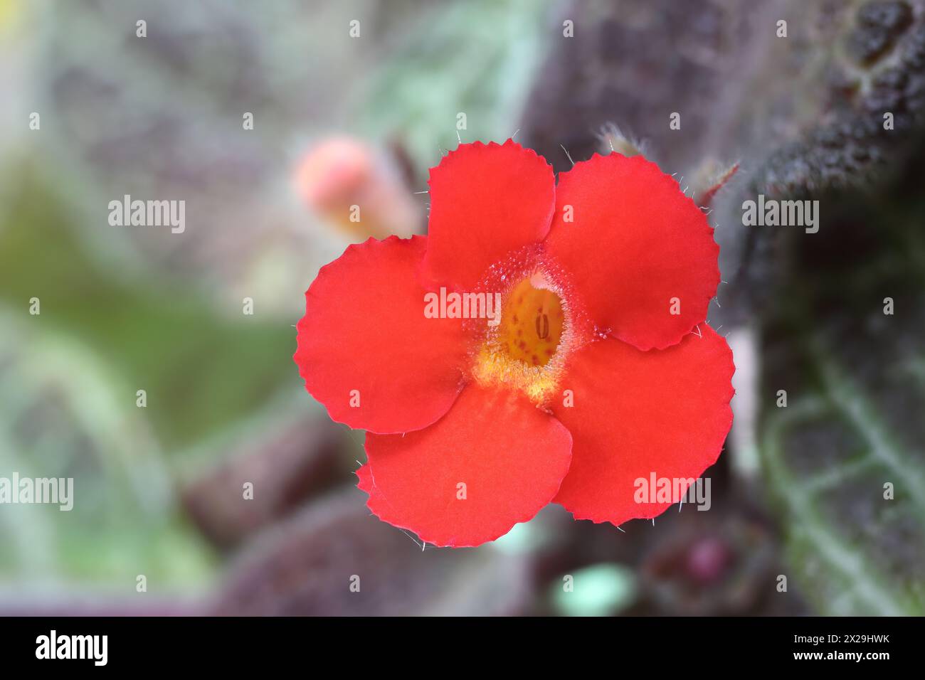Close-up of perennial flower of plant Episcia cupreata with increased depth of field Stock Photo