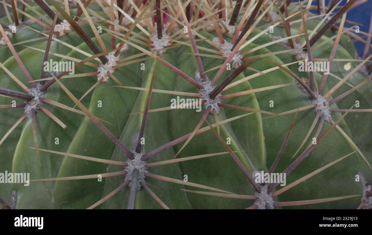 Dehydrated cactus hi-res stock photography and images - Alamy
