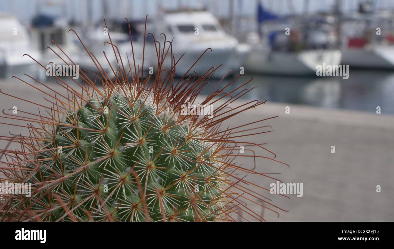 Dehydrated cactus hi-res stock photography and images - Alamy