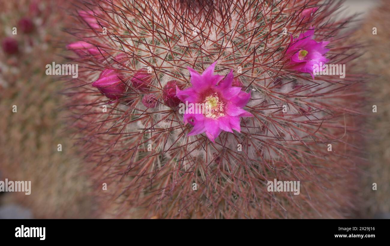 Dehydrated cactus hi-res stock photography and images - Alamy