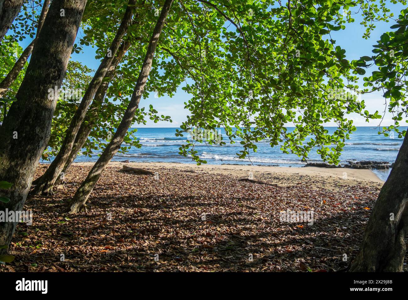 Forest and beach on the coast of Puerto Viejo de Talamanca in Costa Rica Stock Photo