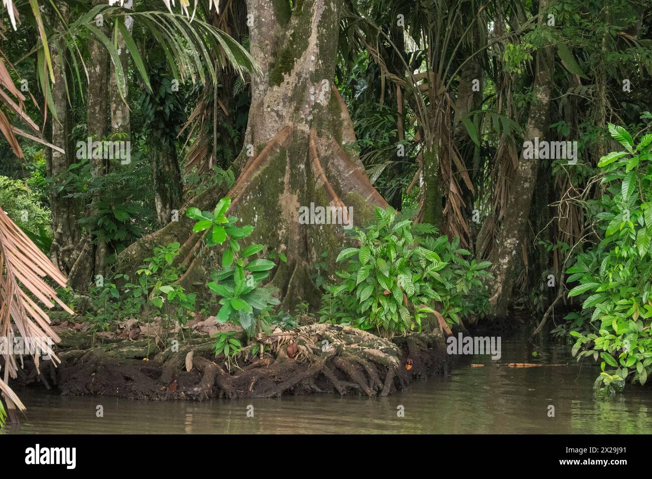 Mangrove tree costa rica hi-res stock photography and images - Alamy