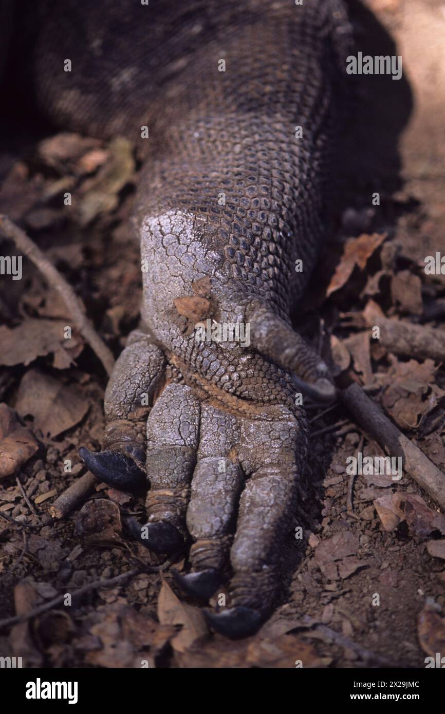 Komodo Dragon claw, Varanus komodoensis, Komodo National Park, Komodo ...