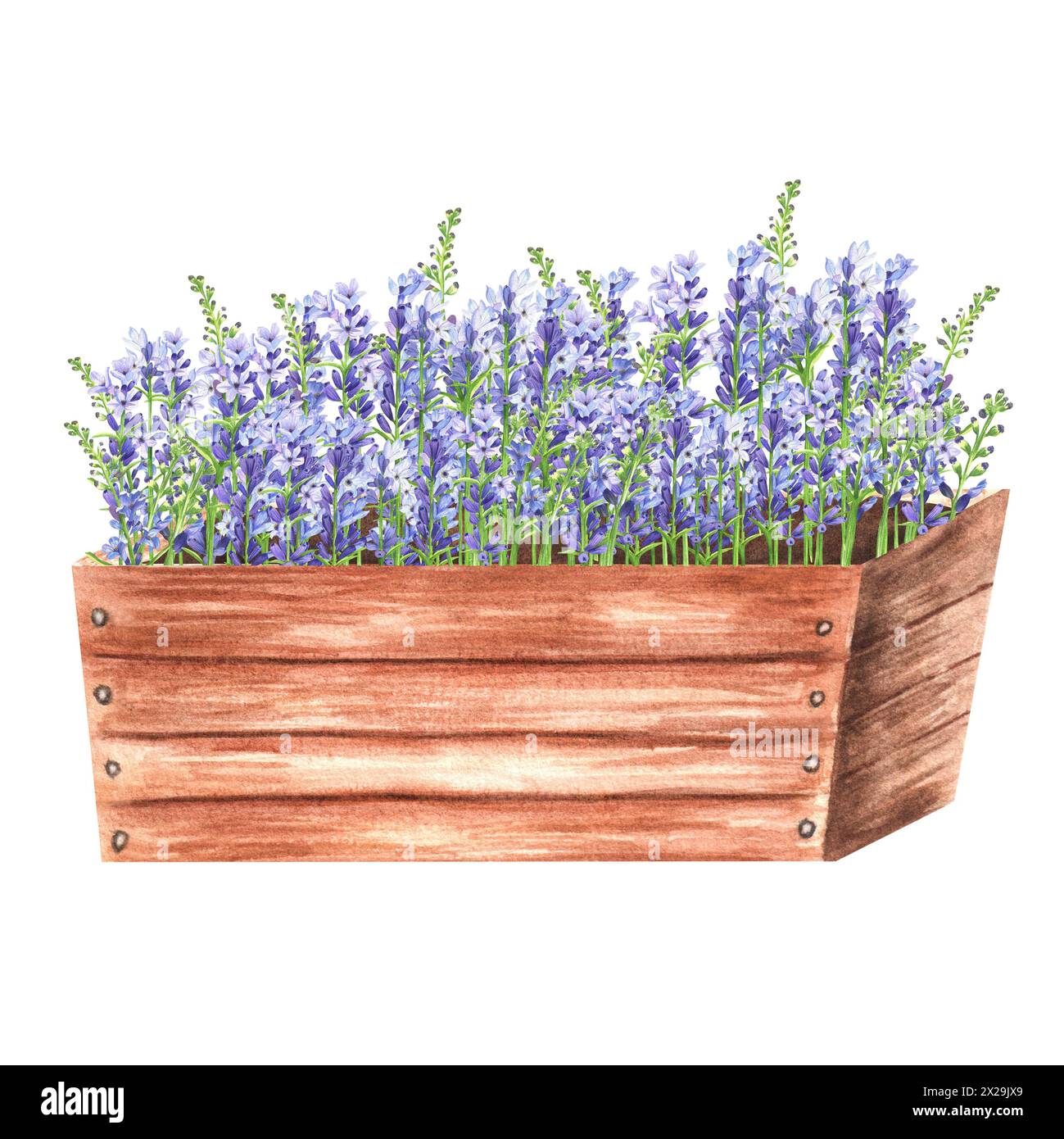 Hand-drawn watercolor illustration. Potted lavender with garden in a big wooden crate. A piece or Provence Stock Photo