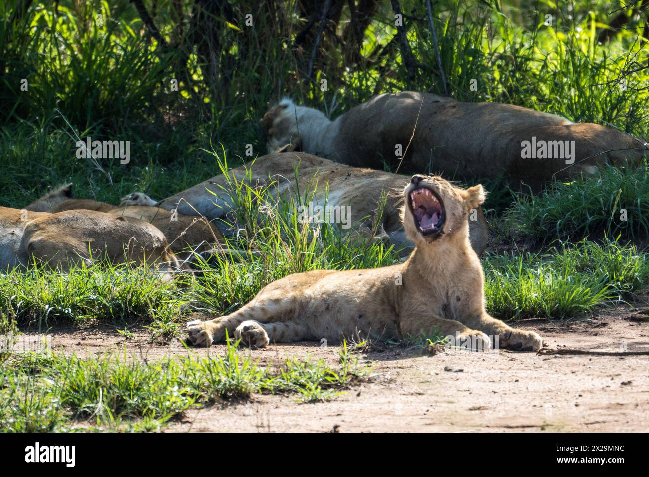 Yawning female lion, Serengeti, Tanzania Stock Photo