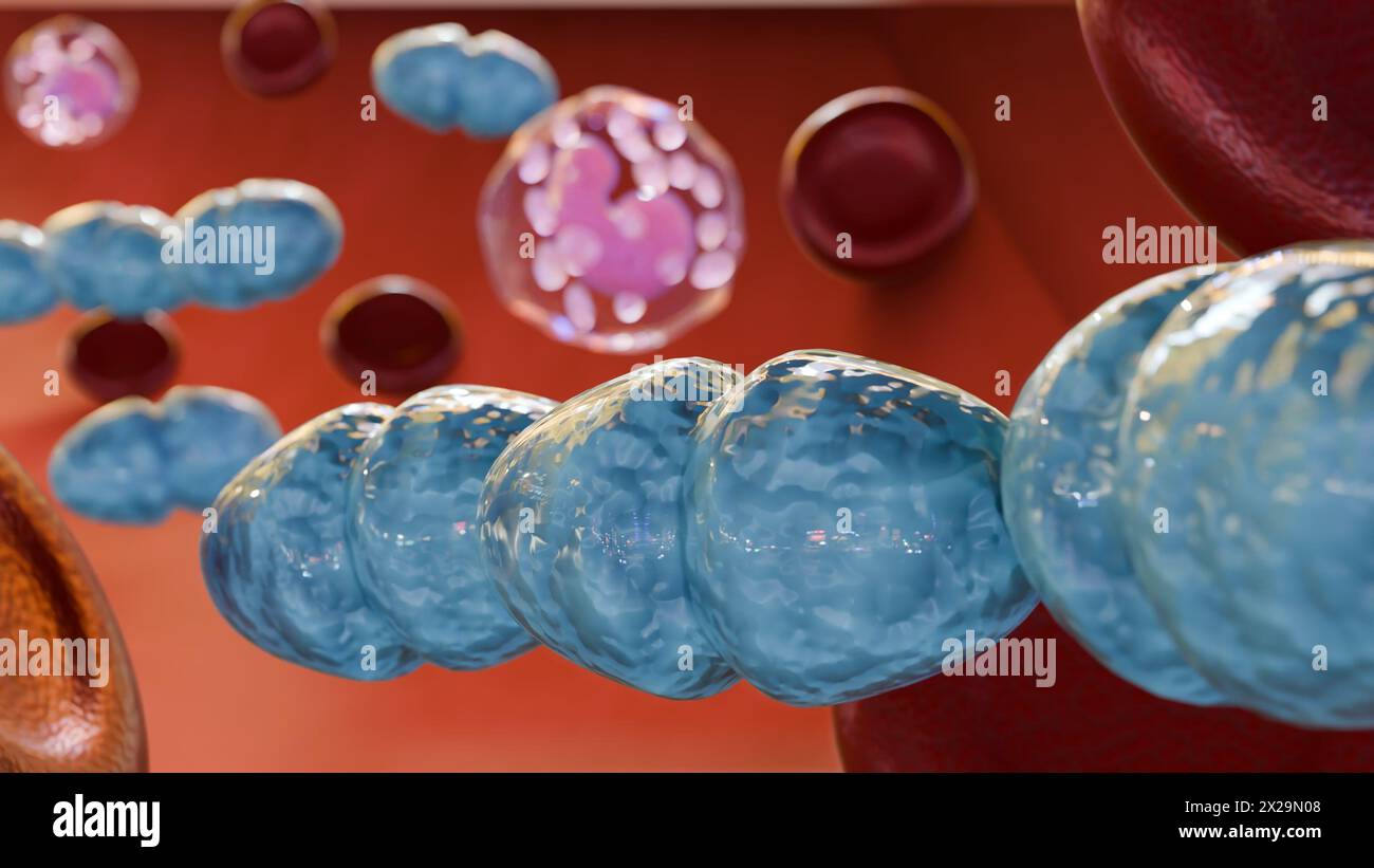 3d rendering of Septicemia, or sepsis, is the clinical name for blood poisoning by Streptococcus pyogenes bacteria. Stock Photo