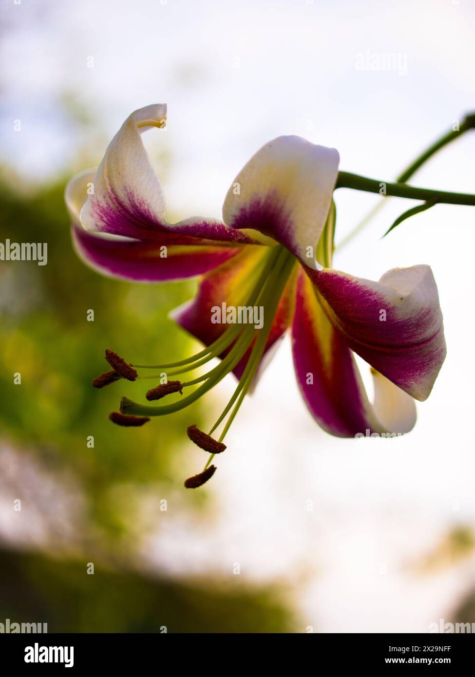 An elegant lily blossoms, revealing white petals edged with purple and long stamens amidst a serene natural setting. Apt for nature-inspired artwork o Stock Photo