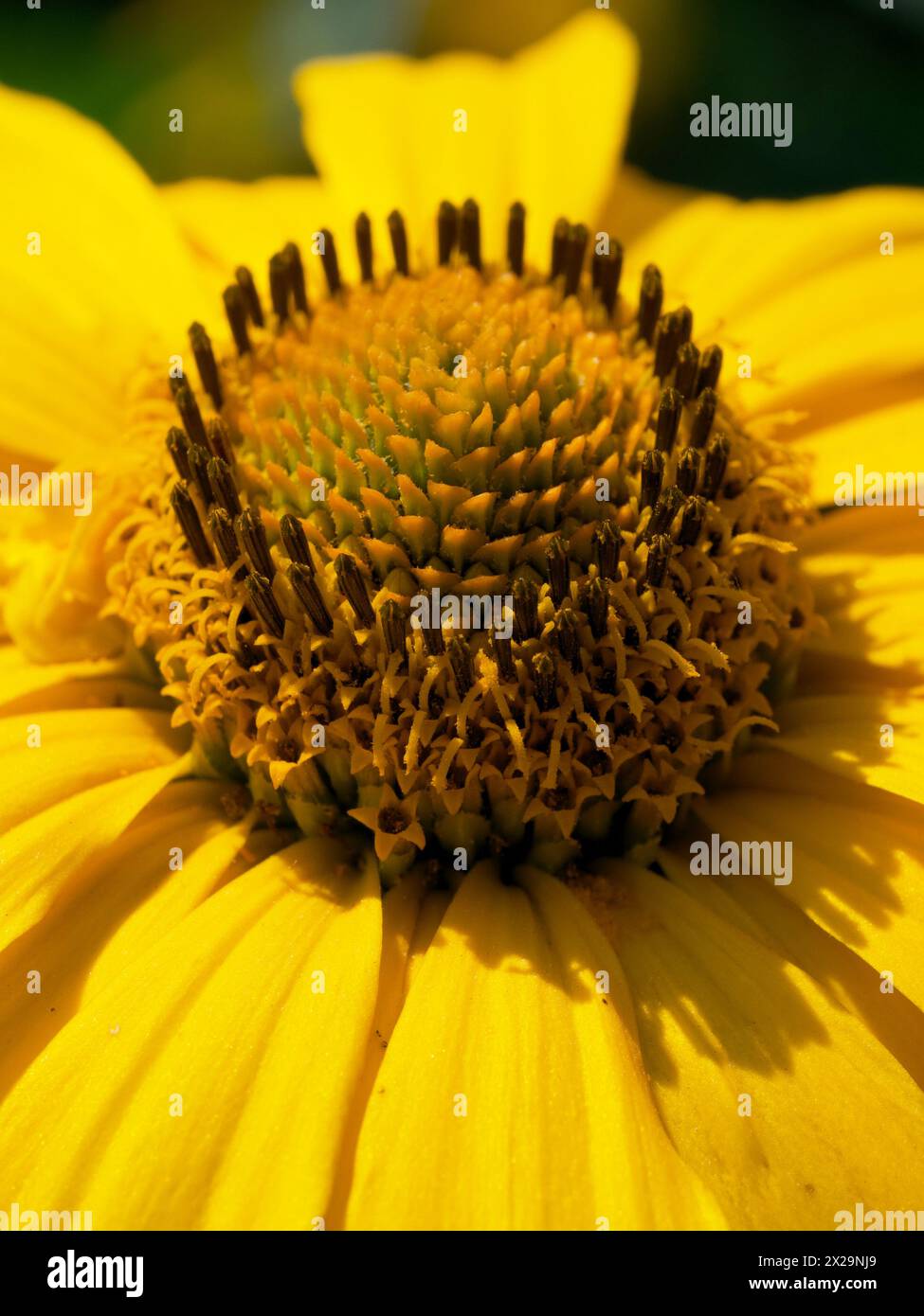 A sunlit yellow flower displays its intricate core and smooth, radiant petals. Stock Photo