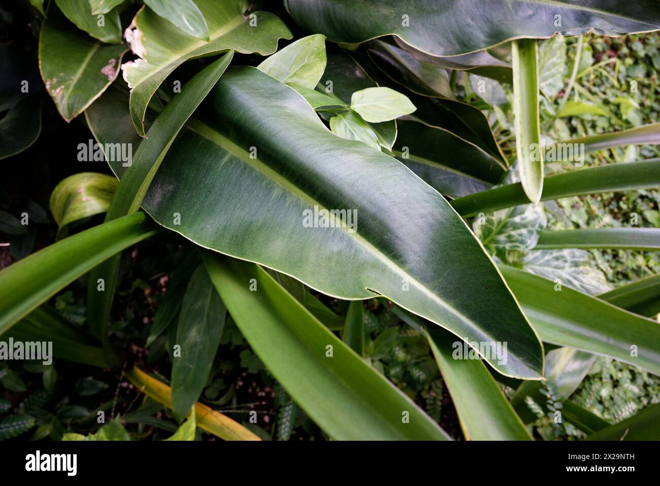 Long and shiny green leaf of Philodendron Sharoniae Goat Stock Photo - Alamy