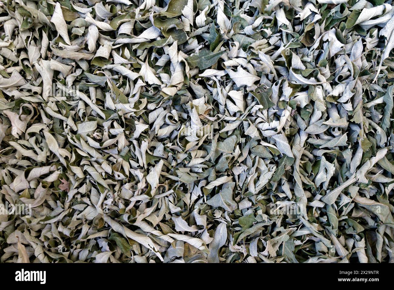dried leaves of Aloysia polystachya Stock Photo