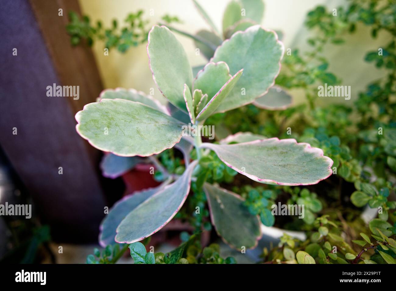 light blue and turquoise leaves of the Kalanchoe fedtschenkoi plant Stock Photo