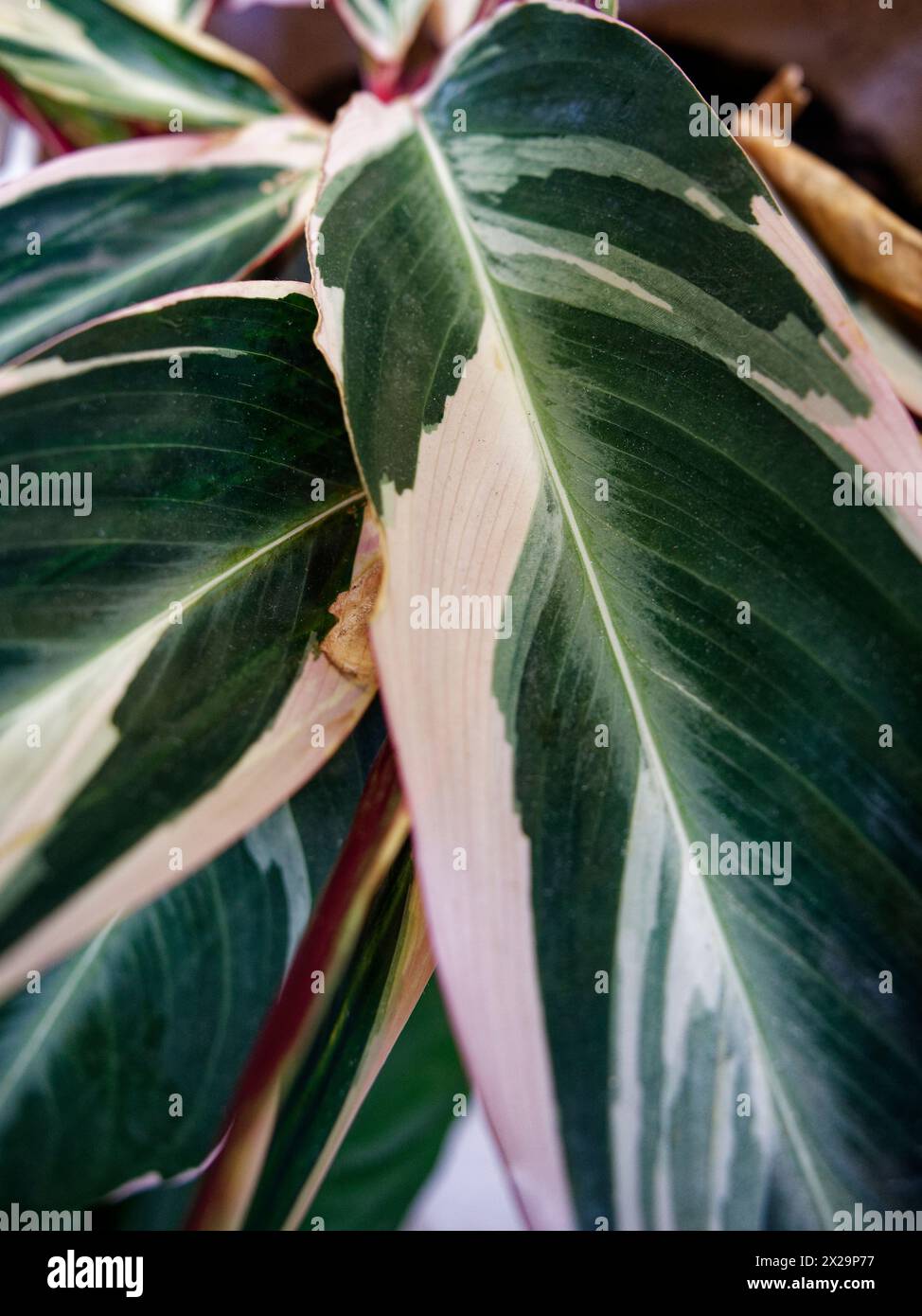 Tricolor leaves of the calathea stromanthe plant Stock Photo
