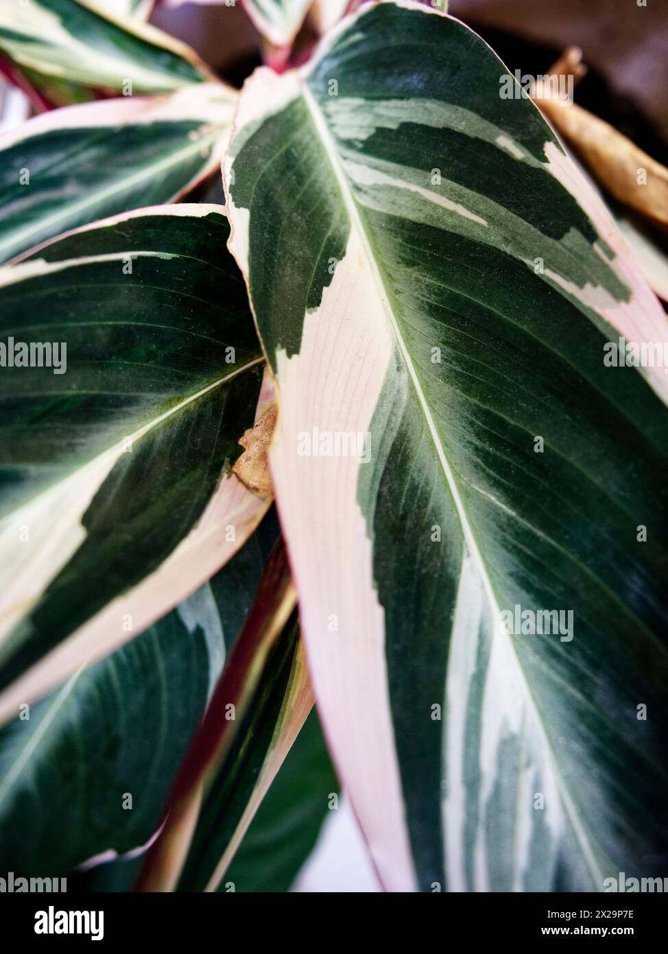 Tricolor leaves of the calathea stromanthe plant Stock Photo