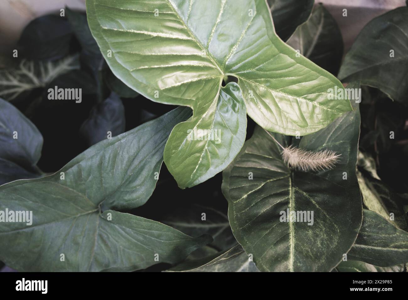 large green leaves of the plant anthurium myosuroides Stock Photo