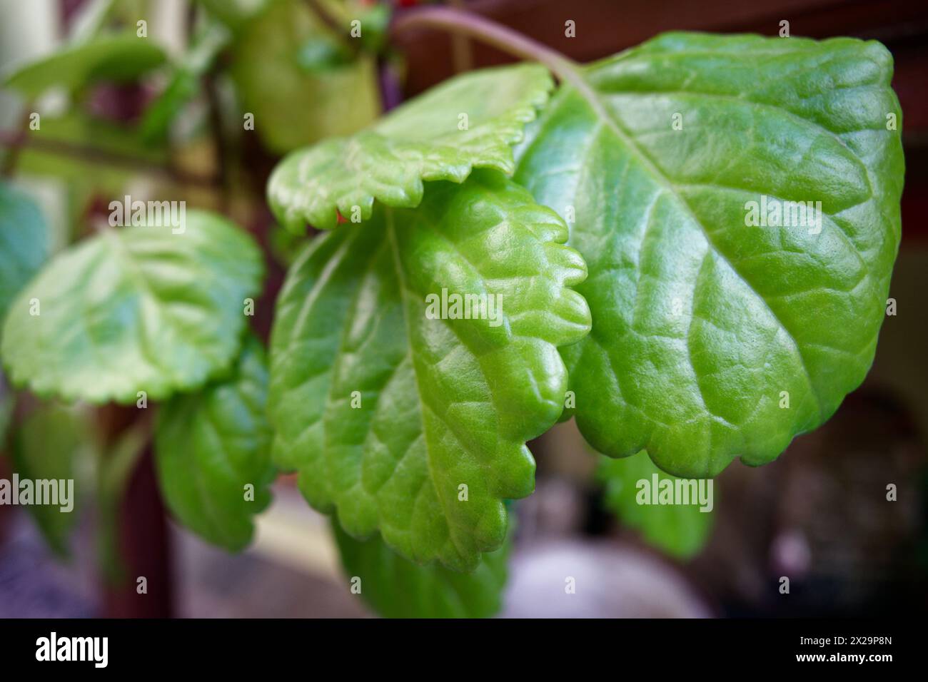 small leaves of the plant plectranthus verticillatus Stock Photo