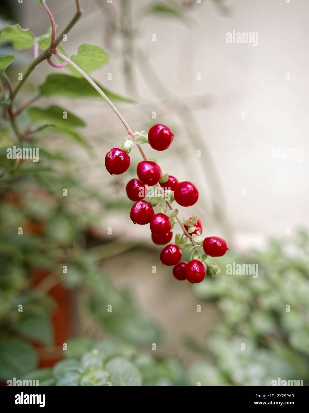 small fruits of the Rivina humilis plant Stock Photo
