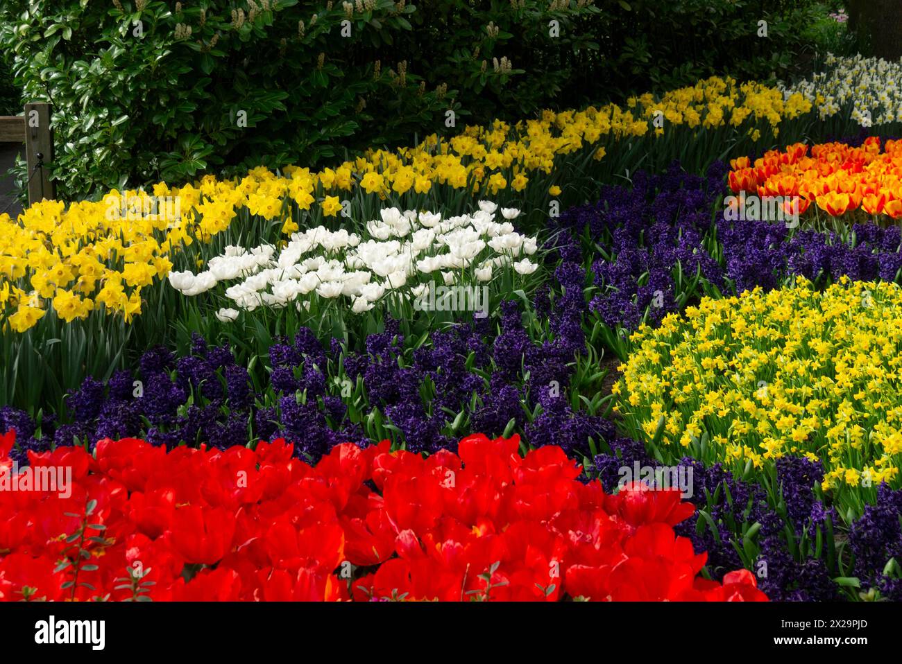 Colourful display of flowering tulips daffodils and hyacinths in ...