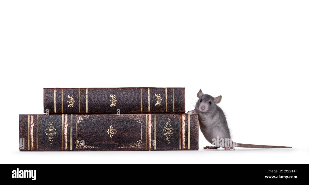 Cute little blue rat standing beside stacked old books. Looking curious ...